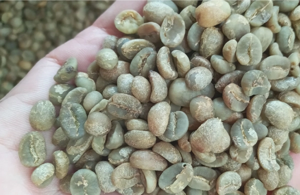 penyuplai-green-bean-arabica